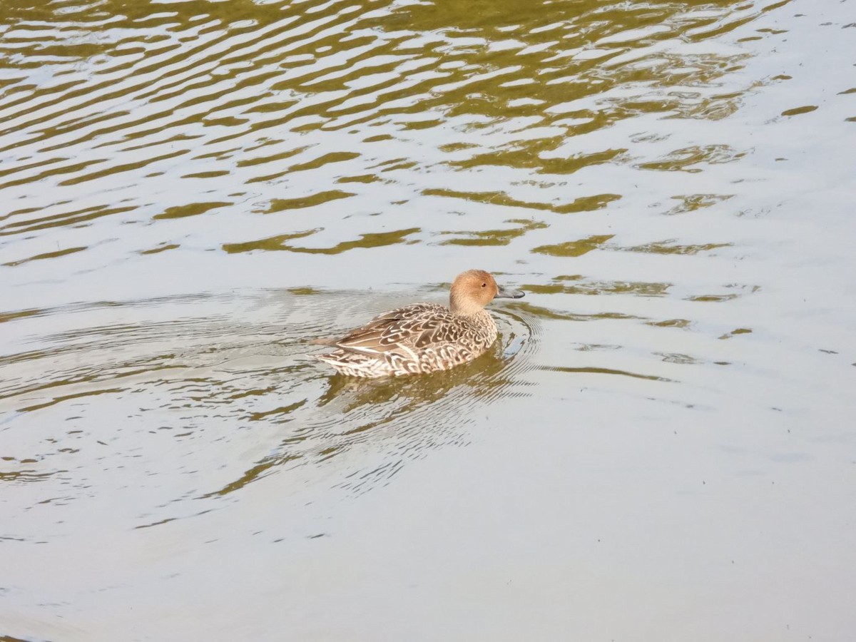 Ahate buztanluzea - ML644640225