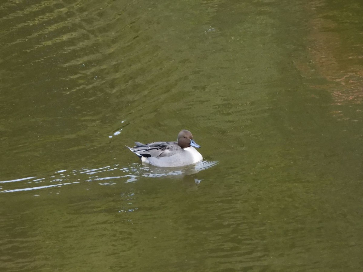 Ahate buztanluzea - ML644640226