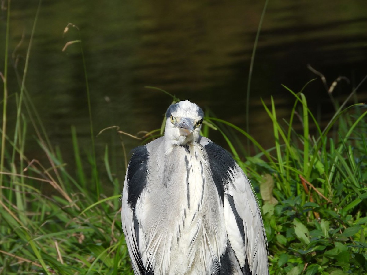 Koartza hauskara - ML644640229