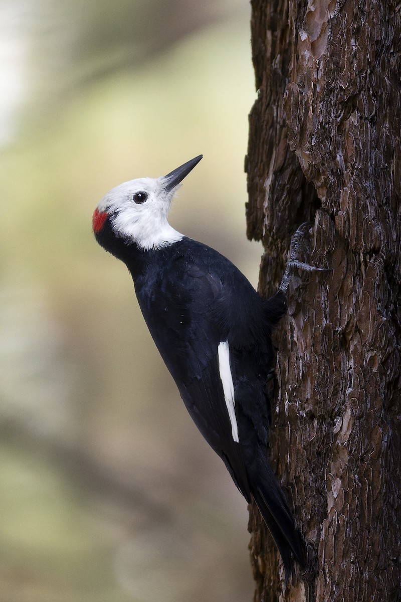 White-headed Woodpecker - ML644640230