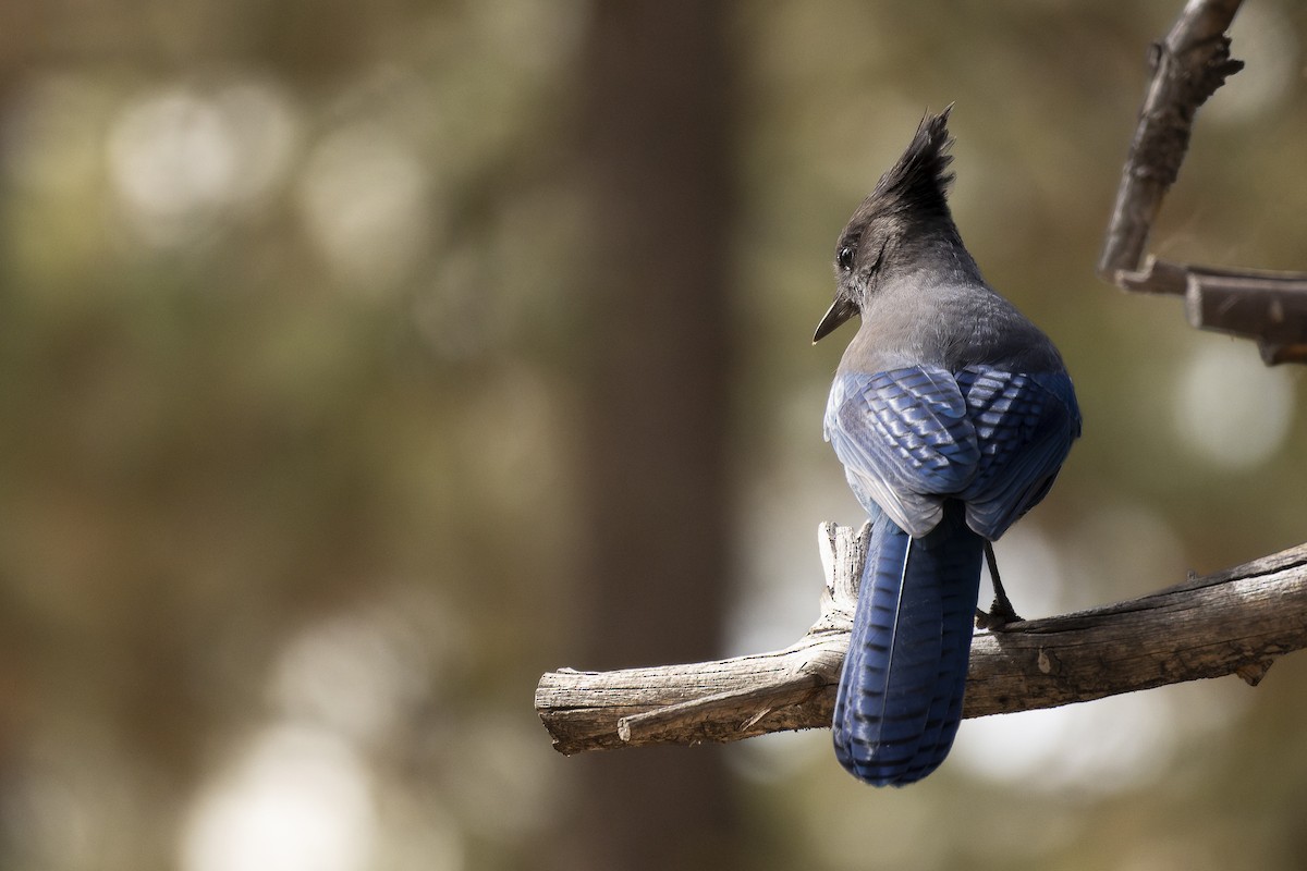 Steller's Jay - ML644640233