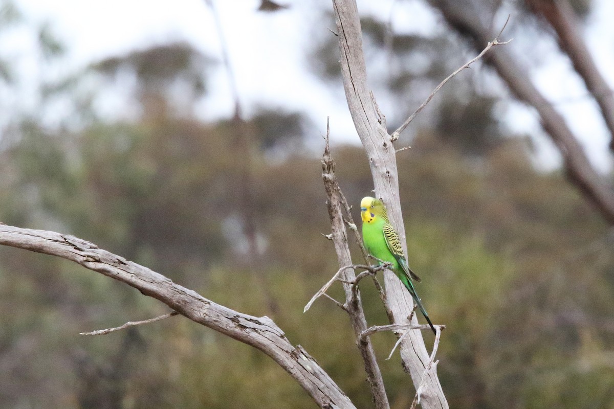 Wellensittich - ML644640241