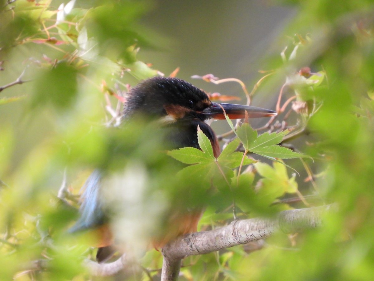 Yalıçapkını - ML644640242