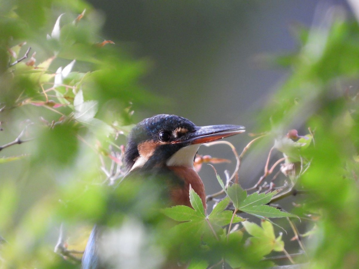 Yalıçapkını - ML644640243