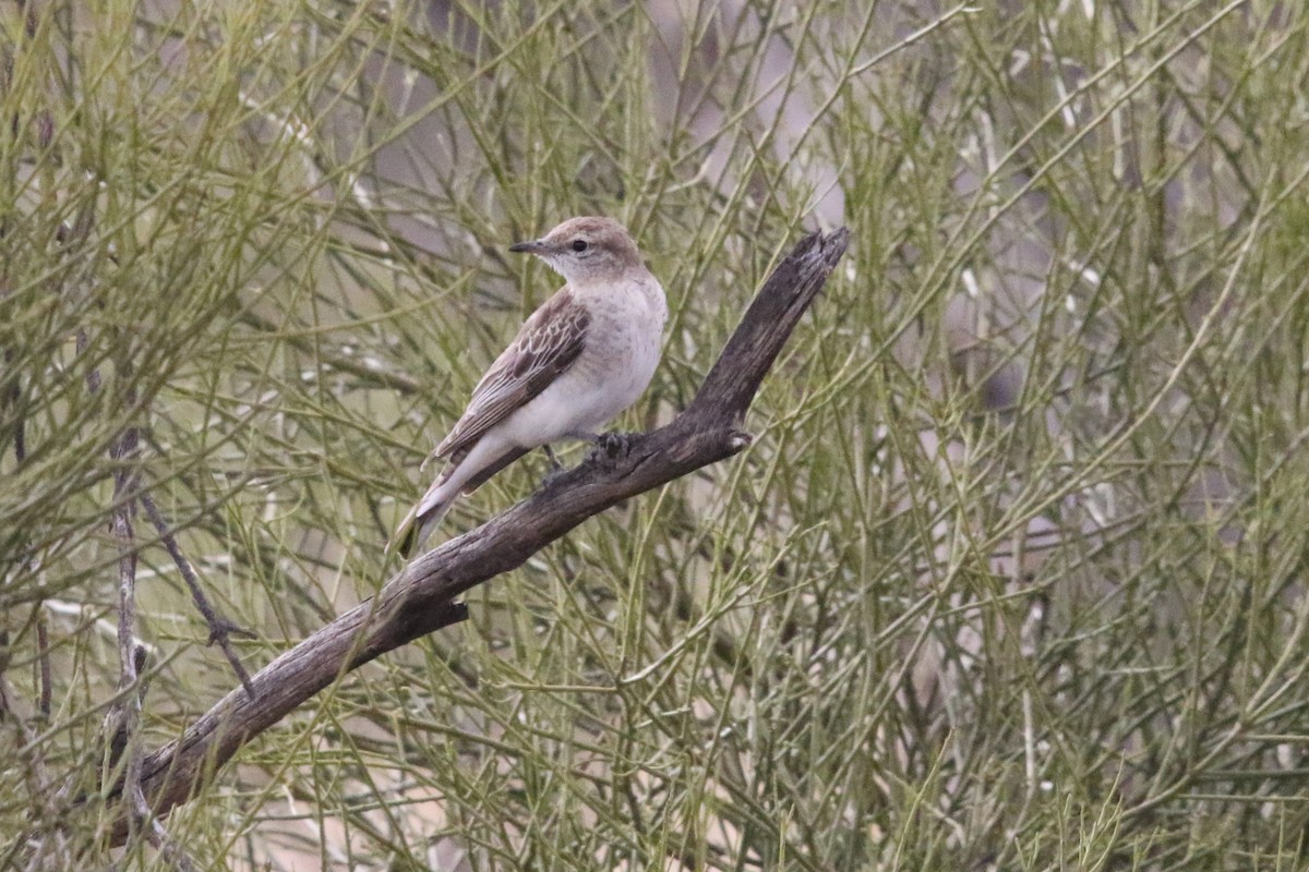 Weißflügel-Raupenfänger - ML644640244