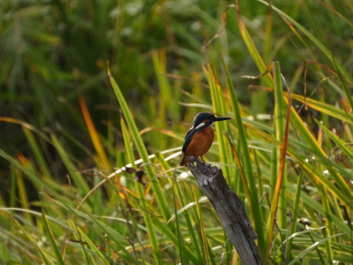 Yalıçapkını - ML644640245