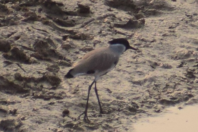 Nehir Kızkuşu - ML644640246