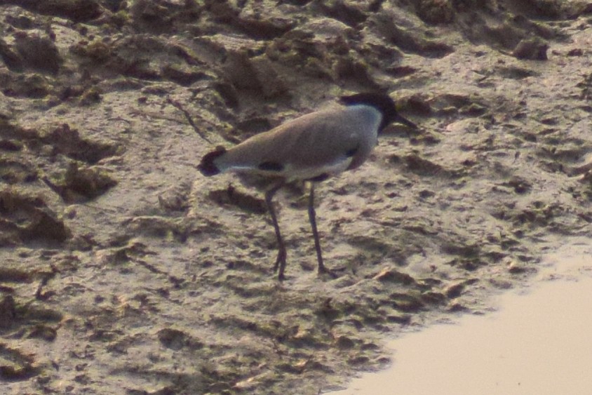 Nehir Kızkuşu - ML644640247