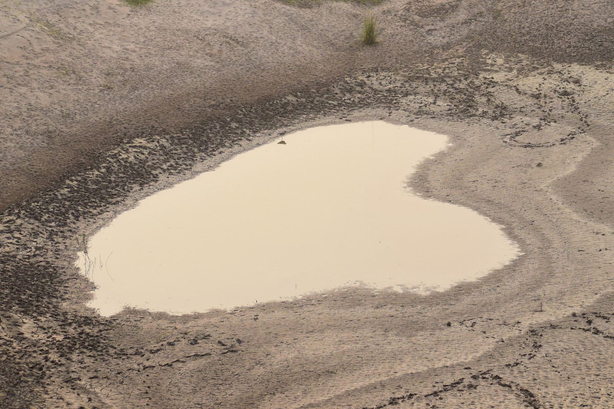 Nehir Kızkuşu - ML644640248