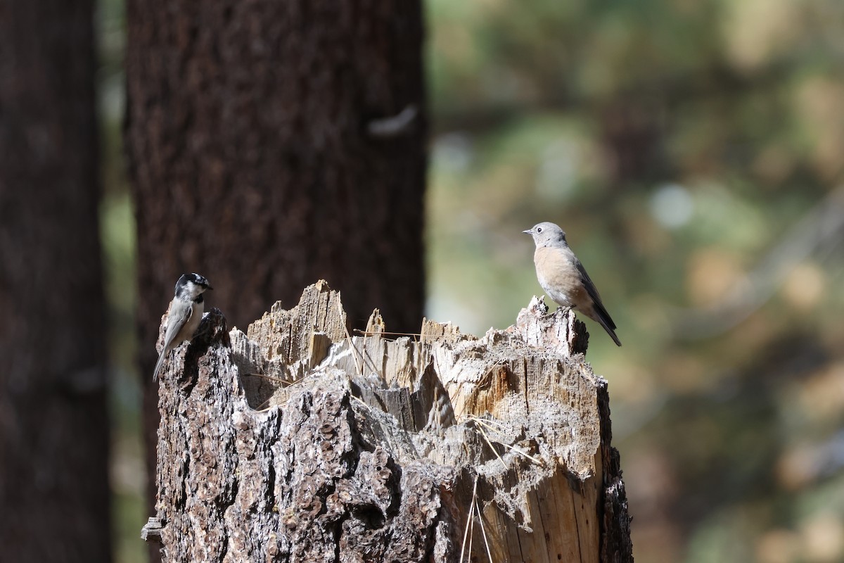 Batılı Mavi Ardıç - ML644640249