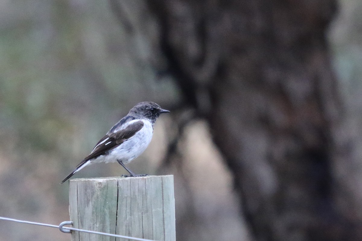 Kara Başlı Bülbül - ML644640250