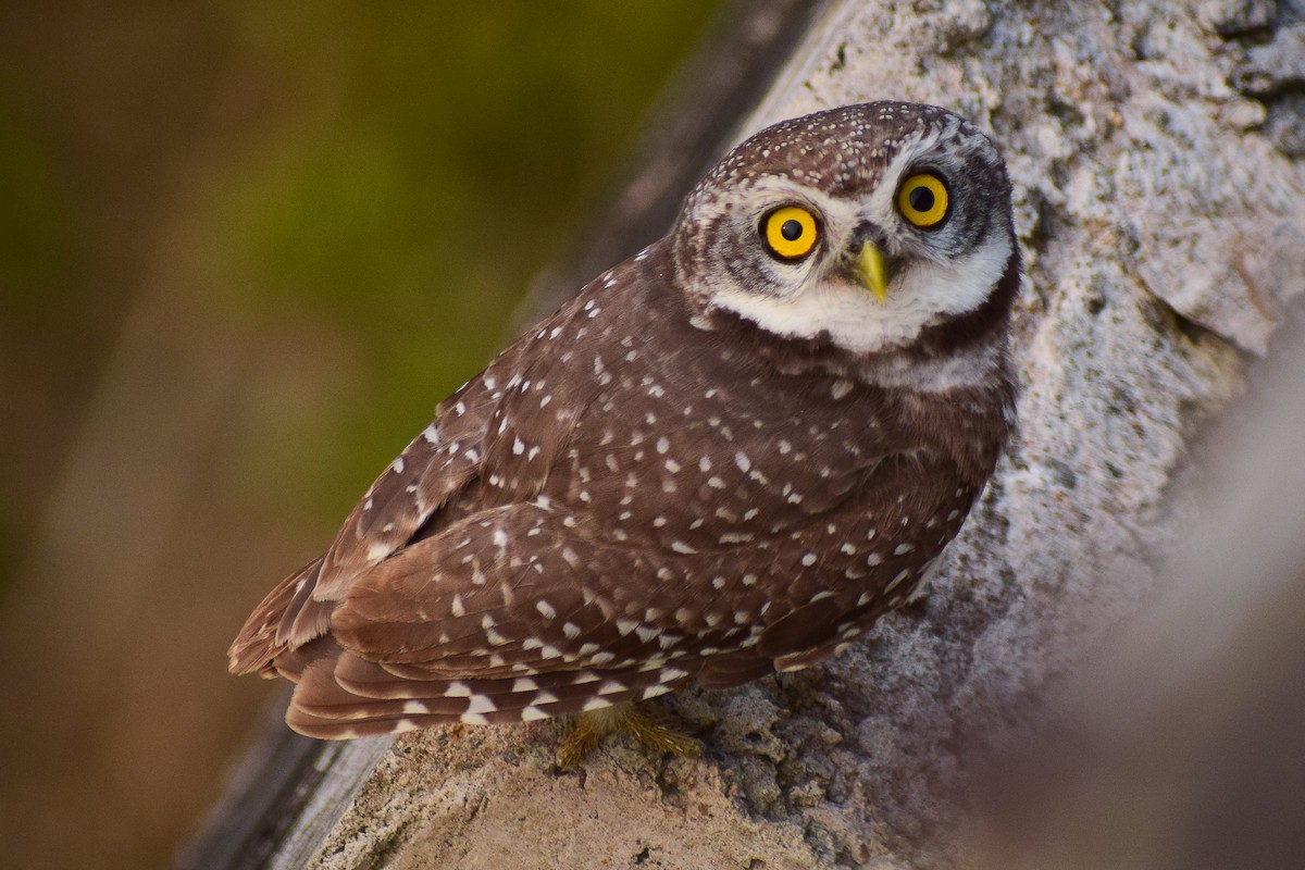 Hint Kukumavı - ML644640252