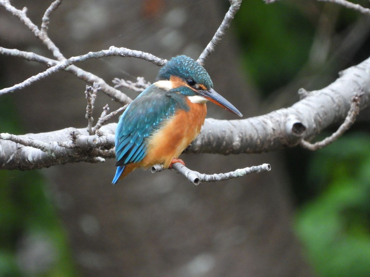 Yalıçapkını - ML644640253