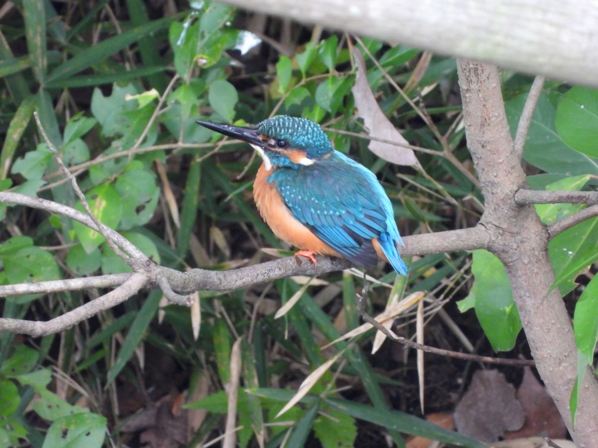 Yalıçapkını - ML644640254