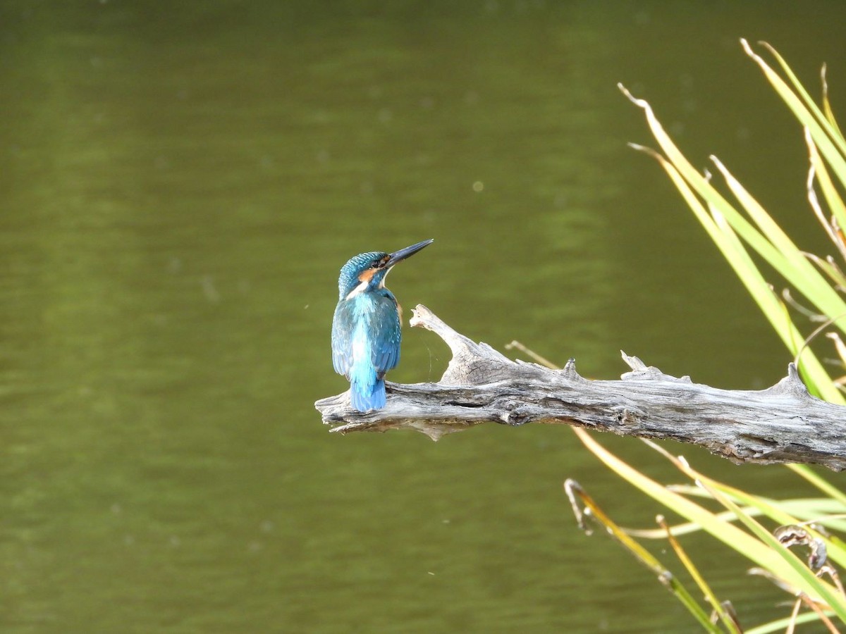 Yalıçapkını - ML644640255