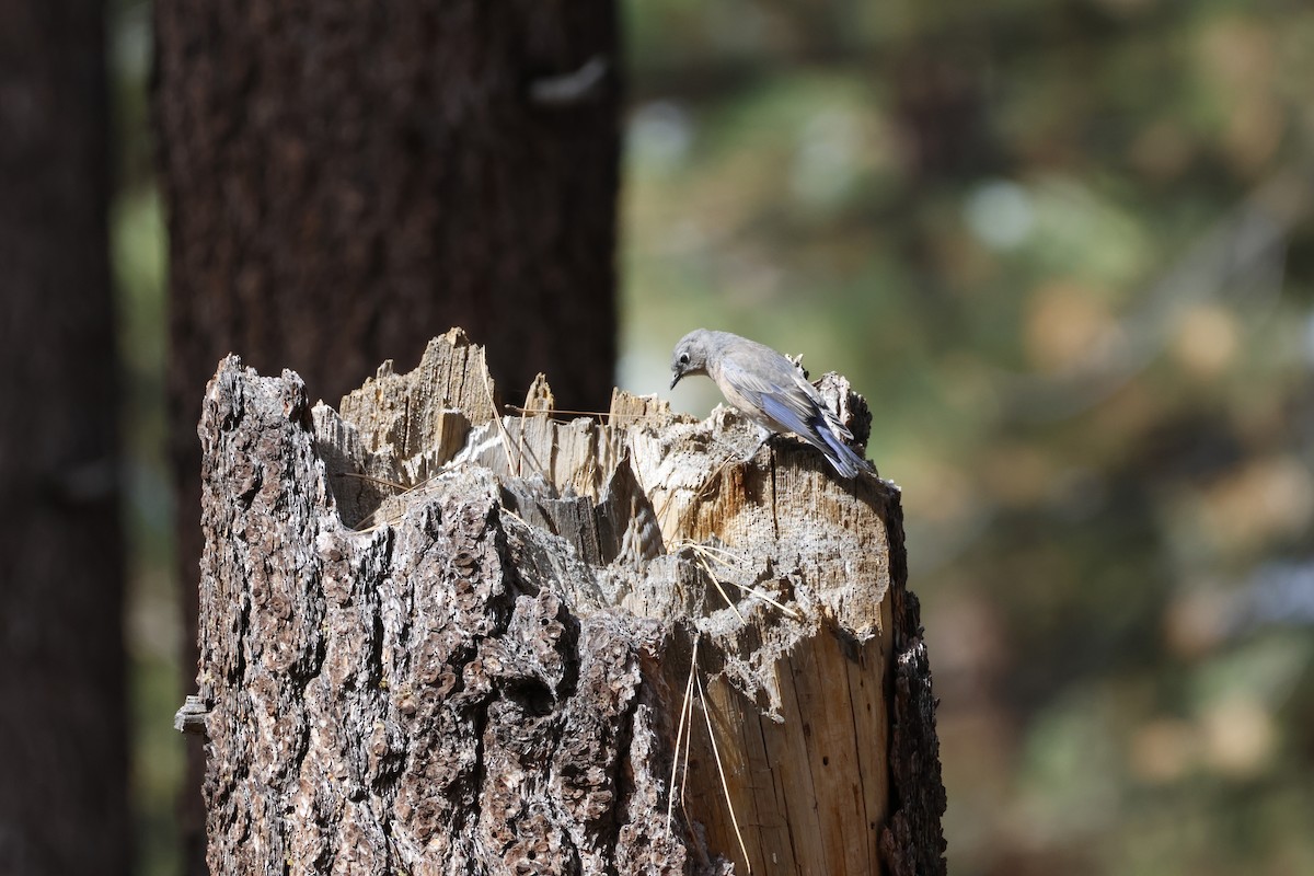 Batılı Mavi Ardıç - ML644640256