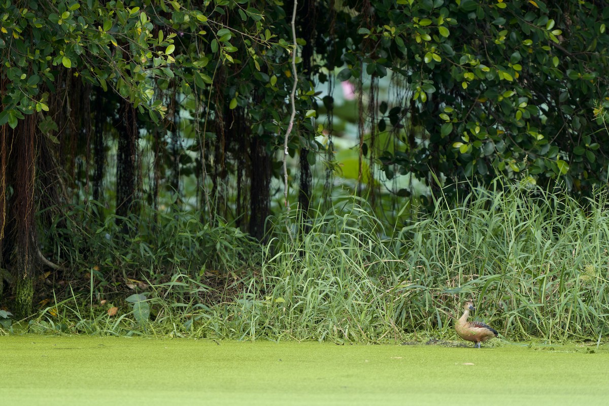 Cava Islıkçı Ördeği - ML644640258