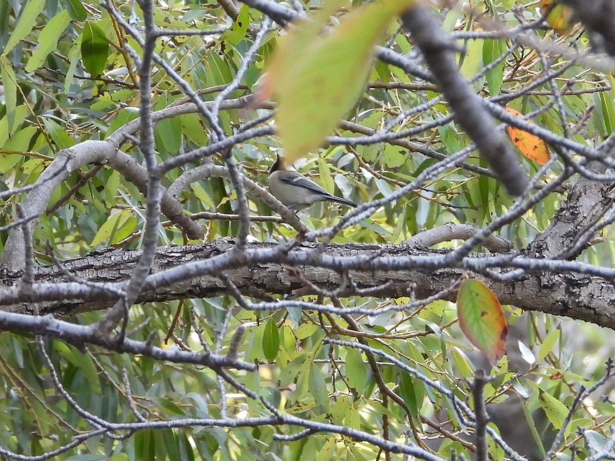 Akça Büyük Baştankara - ML644640263