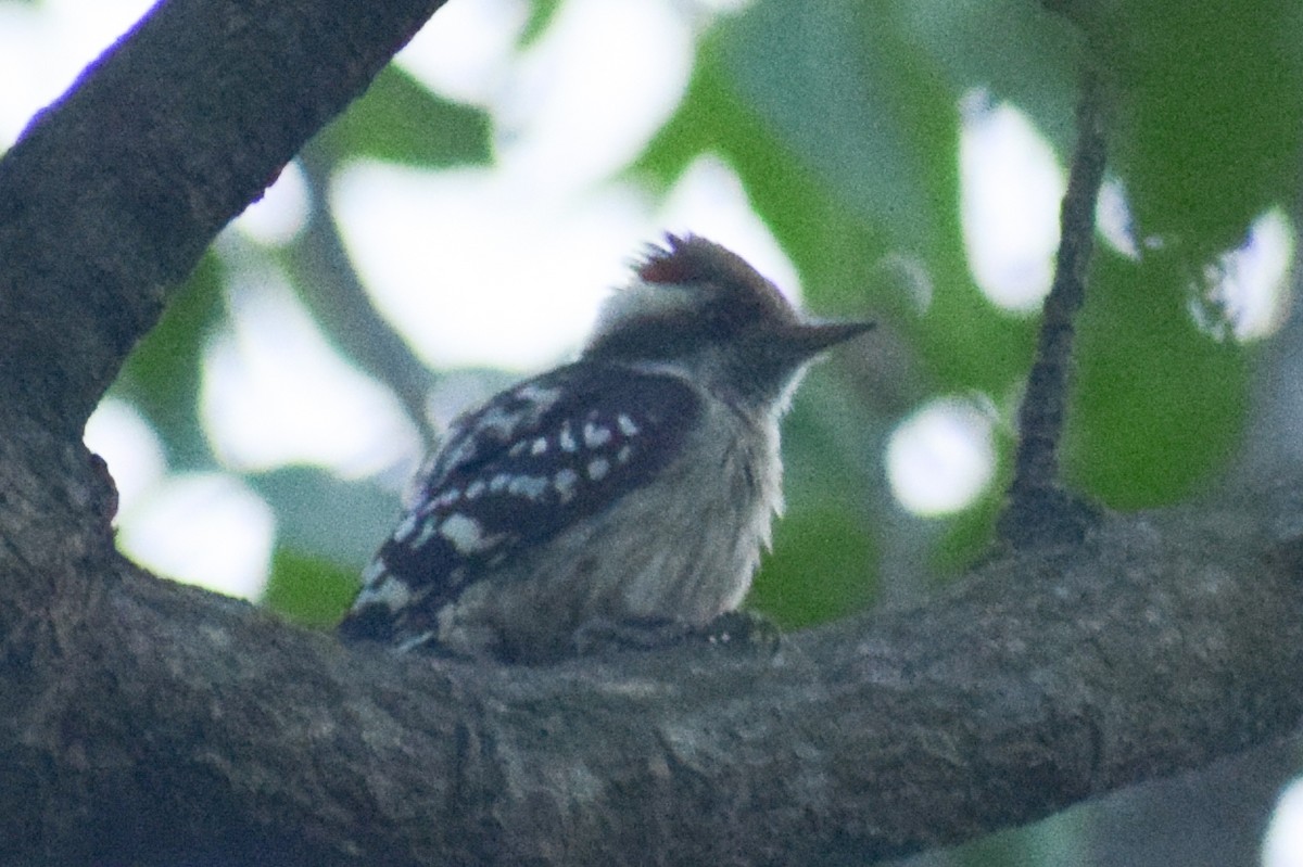 Kahverengi Başlıklı Ağaçkakan - ML644640264