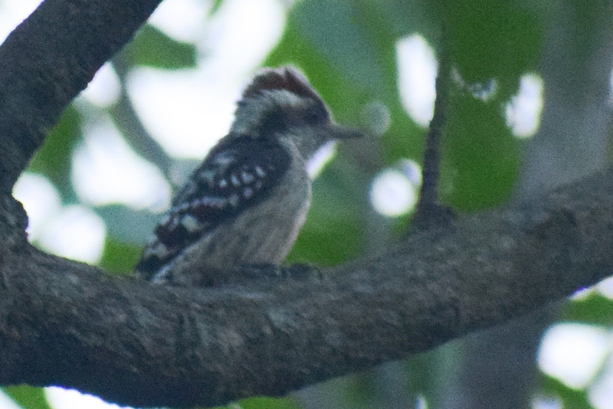 Kahverengi Başlıklı Ağaçkakan - ML644640265