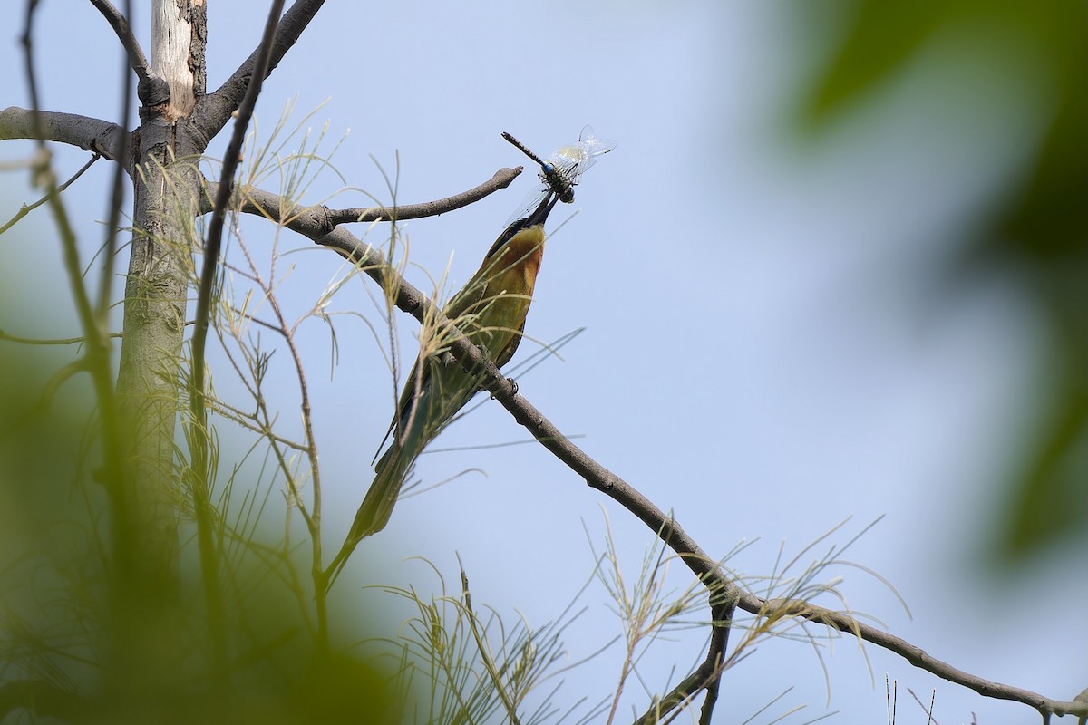 Mavi Kuyruklu Arıkuşu - ML644640269