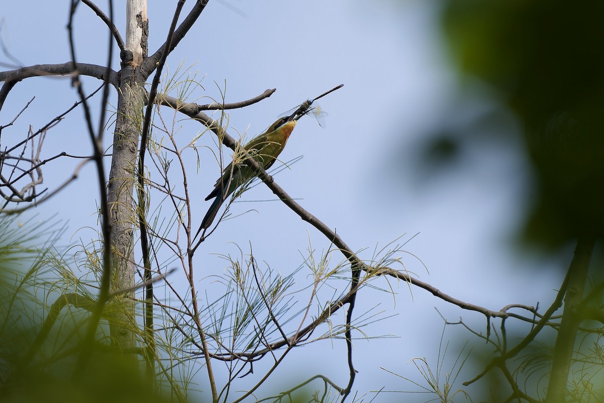 Mavi Kuyruklu Arıkuşu - ML644640270