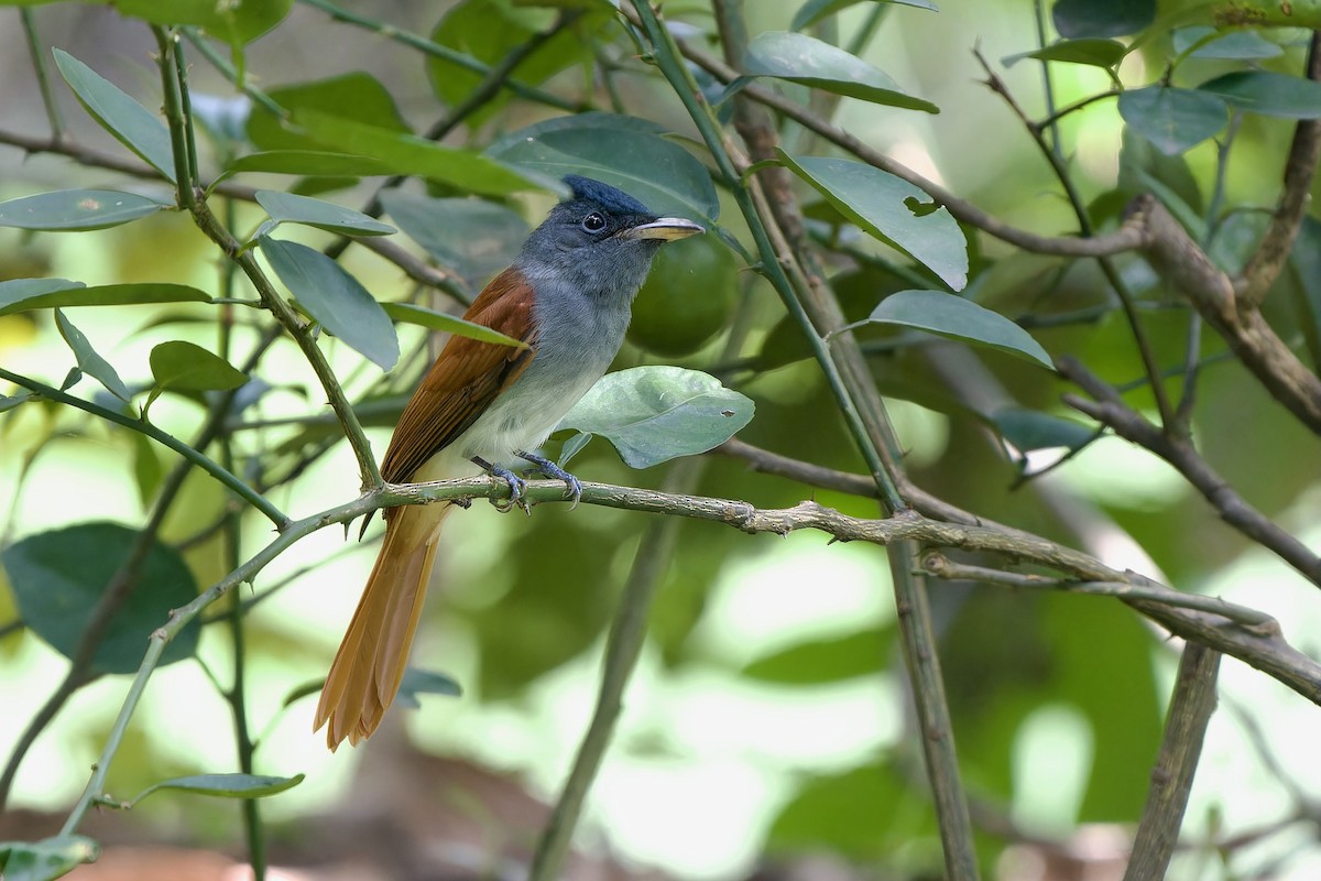 Tchitrec de Blyth - ML644640275