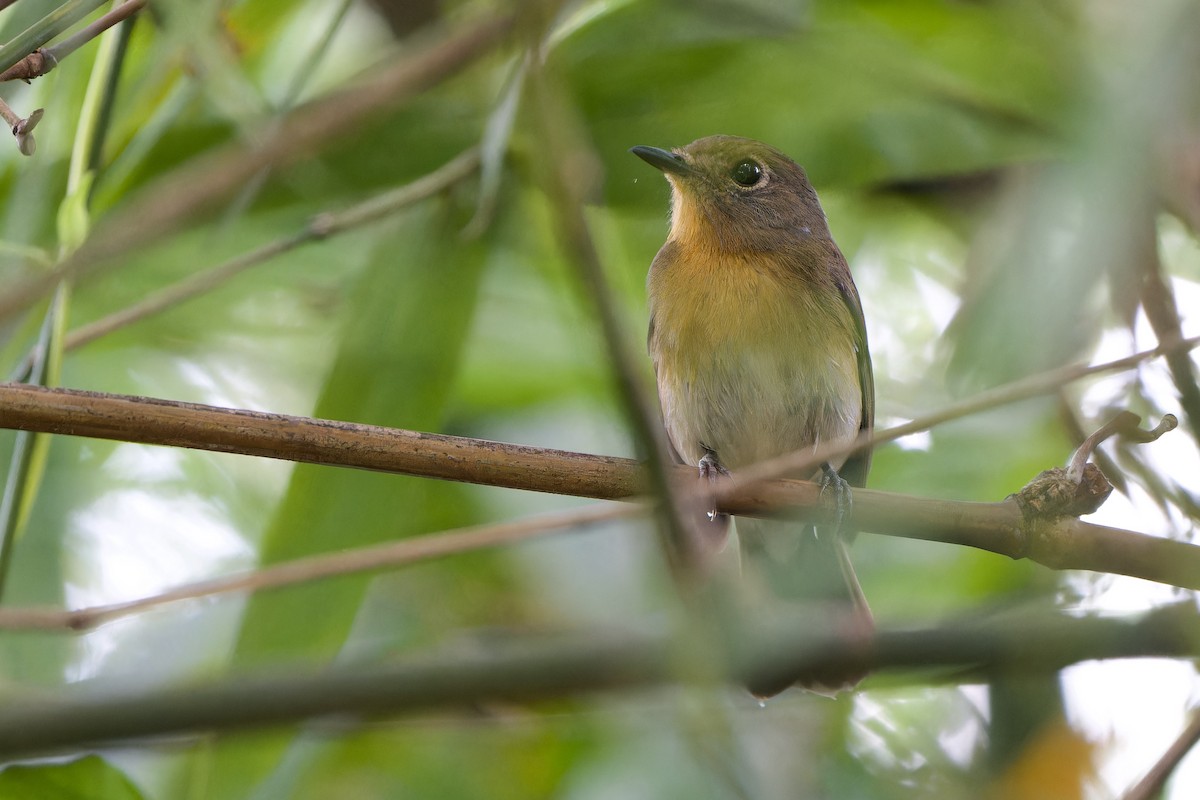 Chinese Blue Flycatcher - ML644640292
