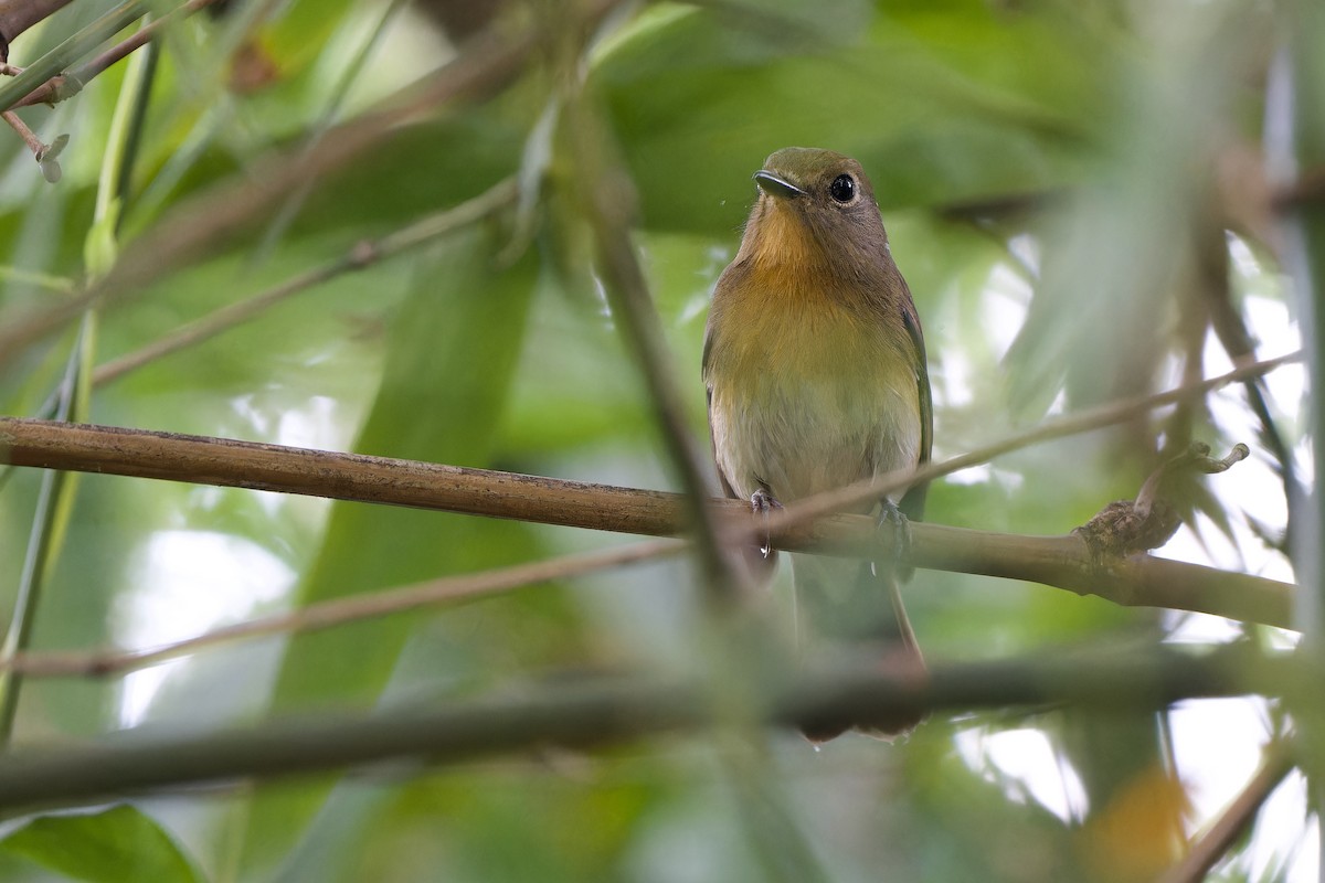 Chinese Blue Flycatcher - ML644640293