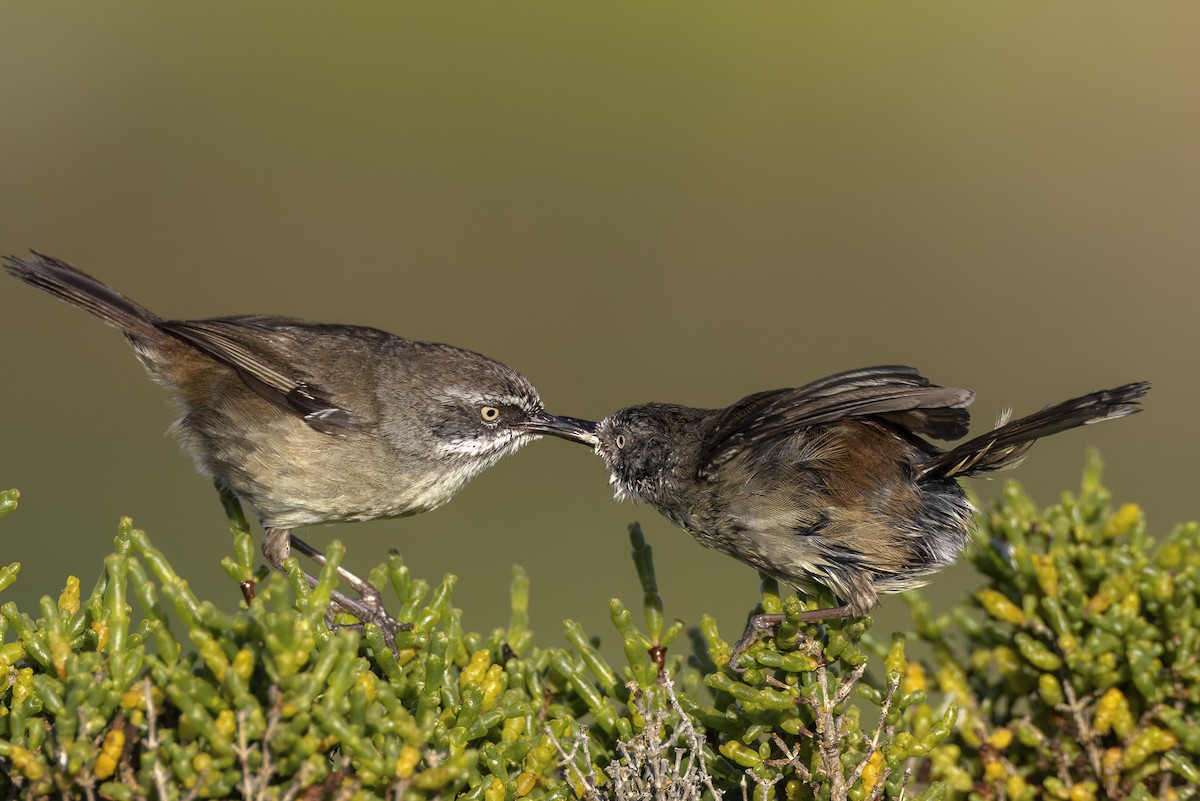 Weißbrauensericornis - ML644640294
