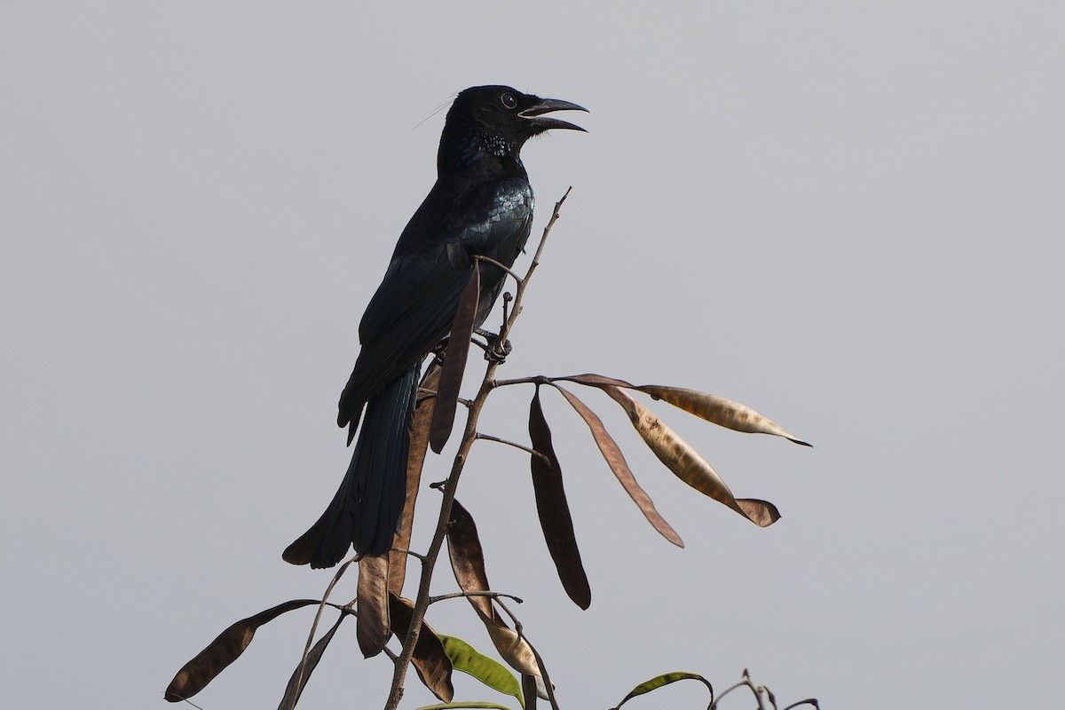 Hair-crested Drongo (Hair-crested) - ML644640301