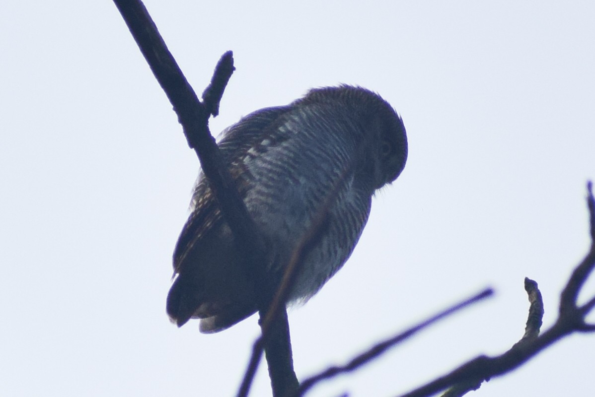 Jungle Owlet - ML644640310