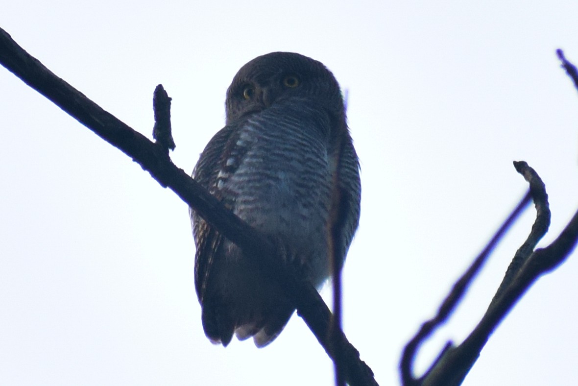 Jungle Owlet - ML644640311