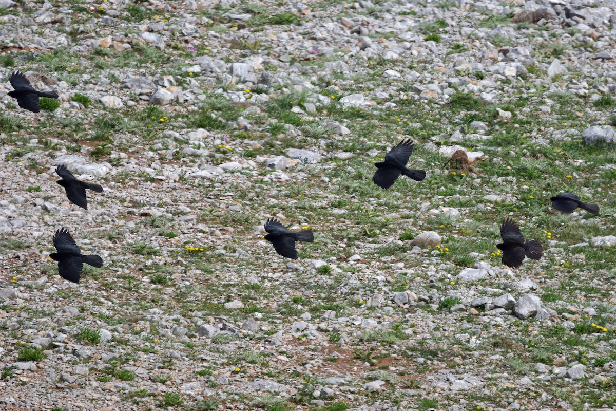 Yellow-billed Chough - ML644640317