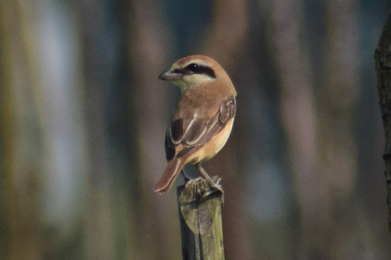 Brown Shrike - ML644640323