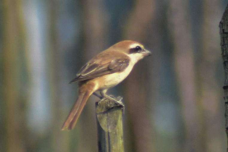 Brown Shrike - ML644640325