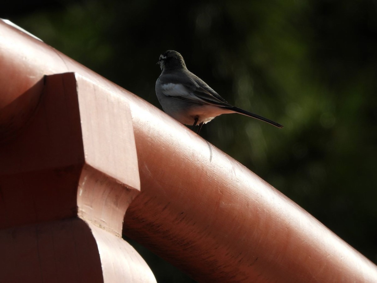 konipas bílý - ML644640330