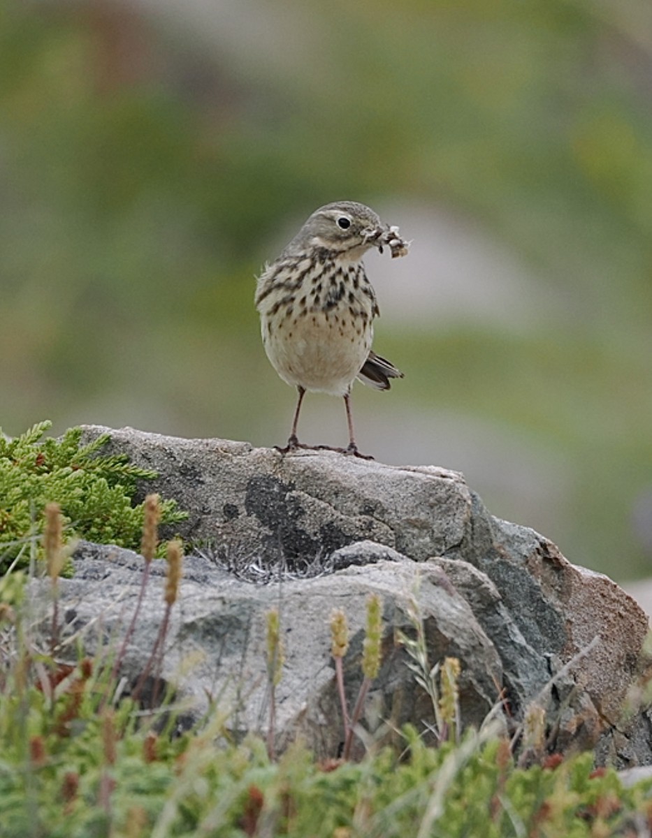 Spioncello del Pacifico - ML644640334