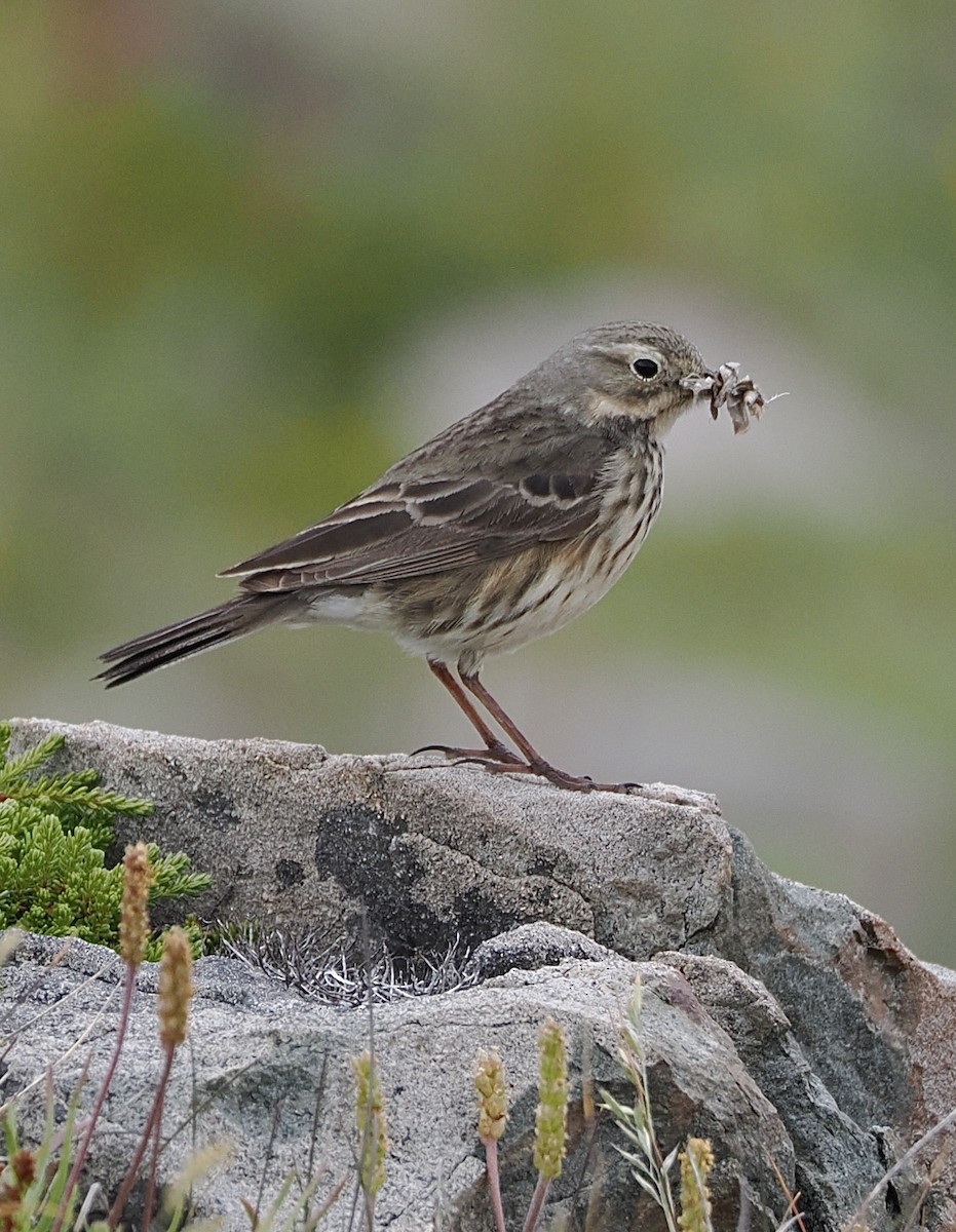 Spioncello del Pacifico - ML644640335