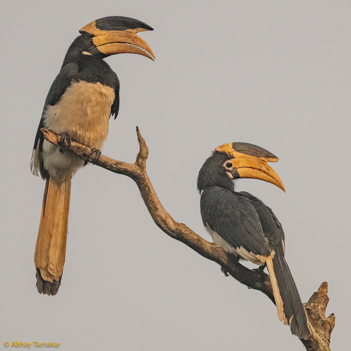 Cálao Coronado - ML644640336