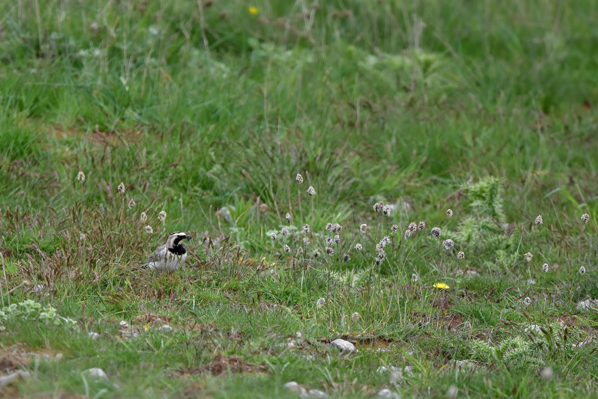 Horned Lark - ML644640338