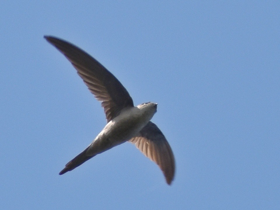 סיס-דקלים אסייתי - ML644640340