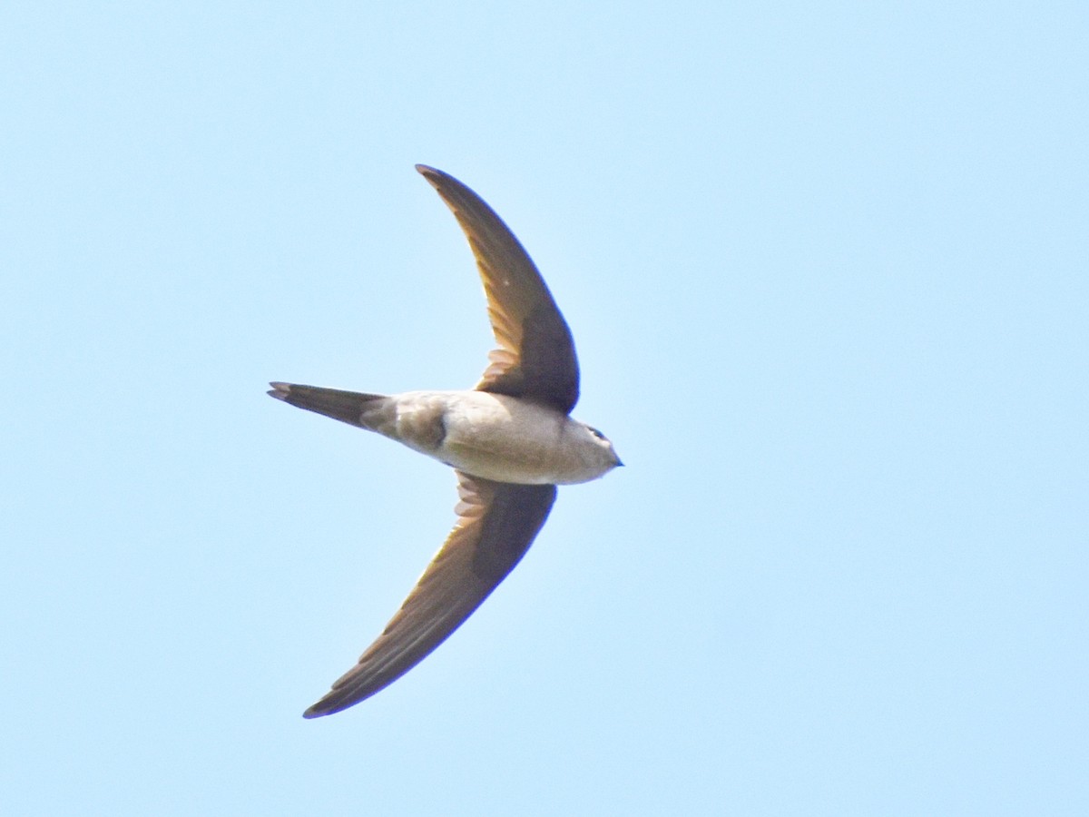 סיס-דקלים אסייתי - ML644640341