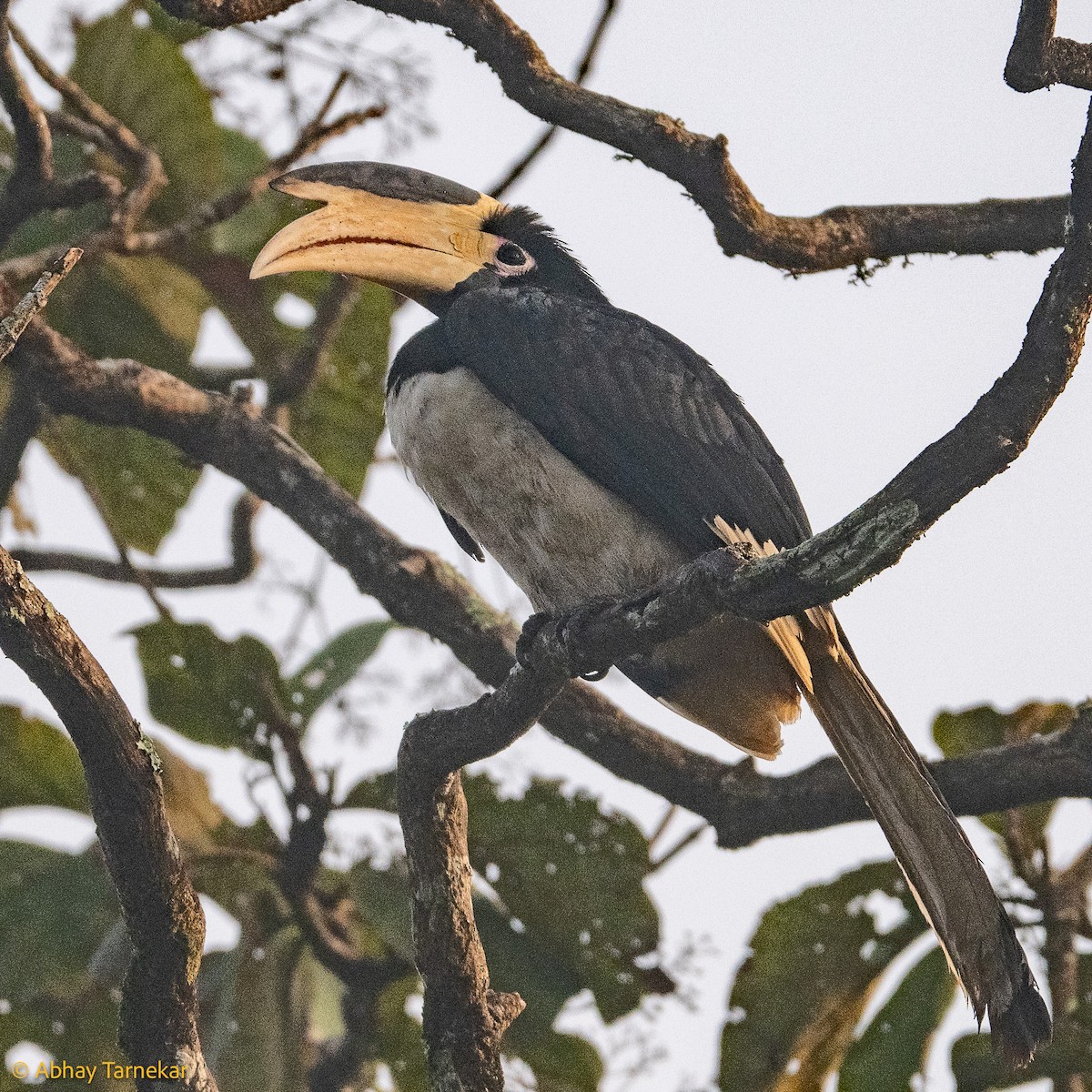 Cálao Coronado - ML644640342