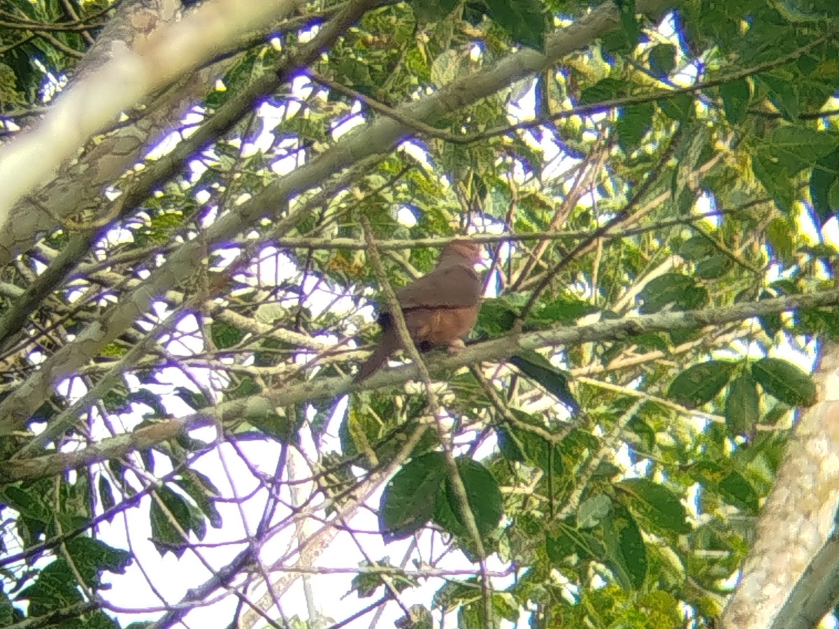 Philippine Cuckoo-Dove - ML644640343