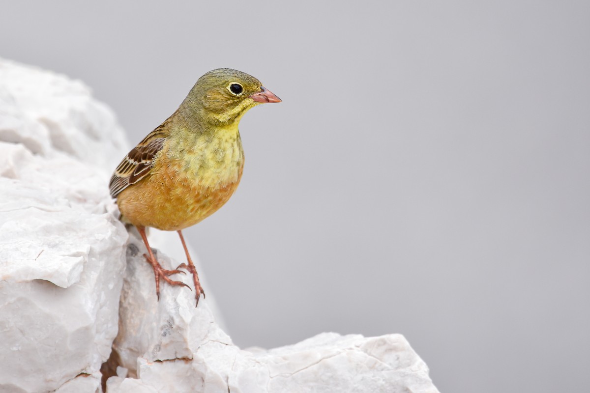 圃鵐 - ML644640345