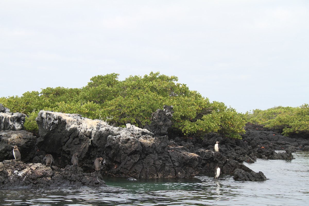 Galapagos Penguin - ML644640346