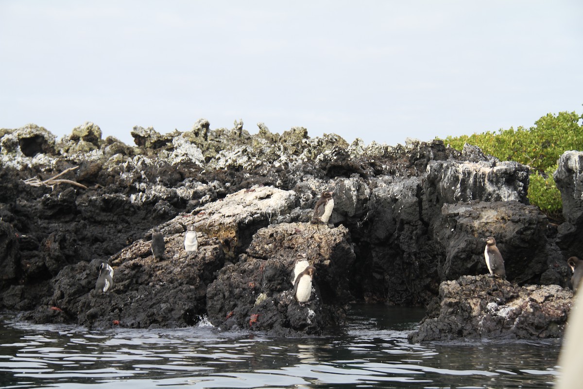 Galapagos Penguin - ML644640347