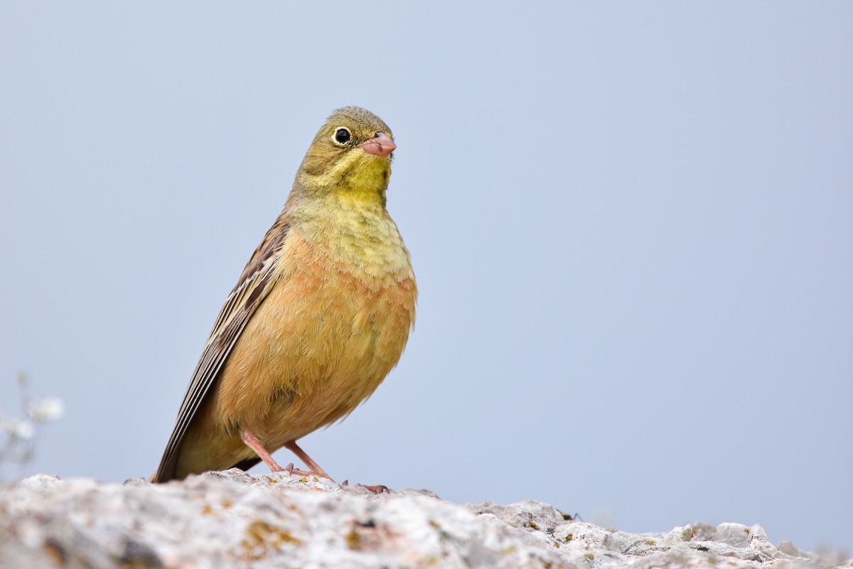 圃鵐 - ML644640357