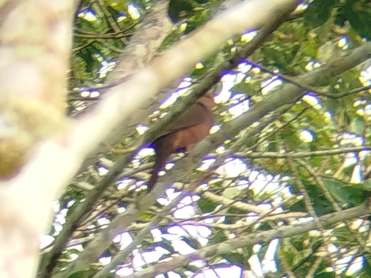 Philippine Cuckoo-Dove - ML644640364